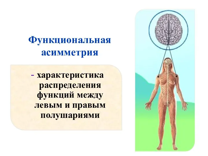 Функциональная асимметрия - характеристика распределения функций между левым и правым полушариями