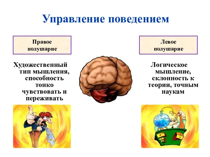 Управление поведением Художественный тип мышления, способность тонко чувствовать и переживать Логическое мышление,