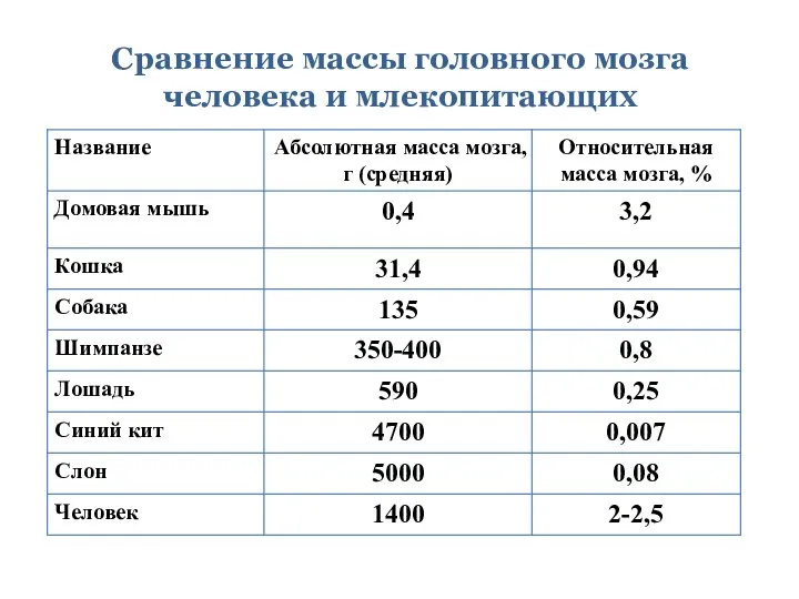 Сравнение массы головного мозга человека и млекопитающих