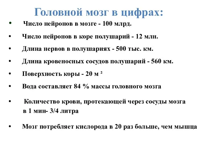 Головной мозг в цифрах: Число нейронов в мозге - 100 млрд. Число