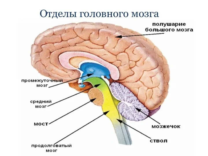 Отделы головного мозга