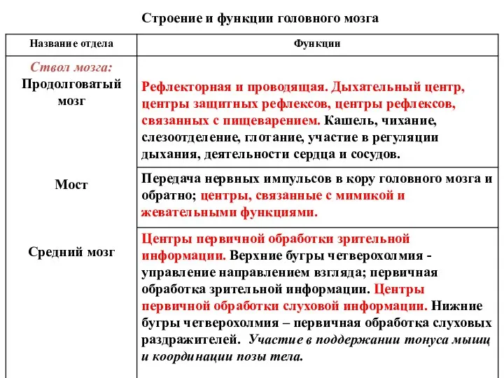 Строение и функции головного мозга