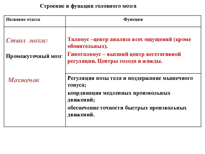 Строение и функции головного мозга