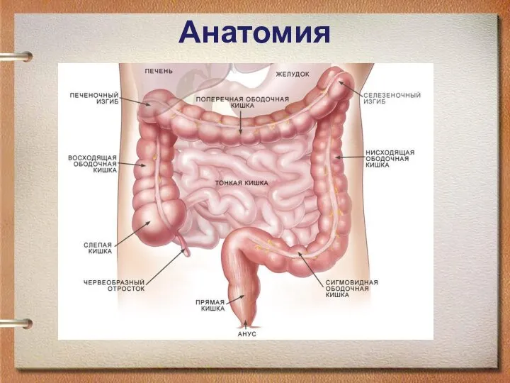 Анатомия