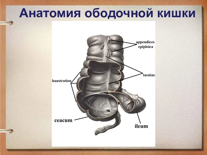 Анатомия ободочной кишки