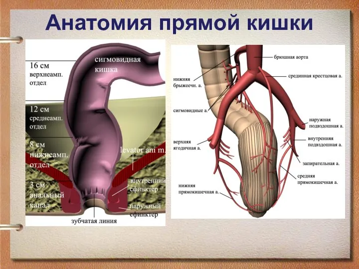Анатомия прямой кишки