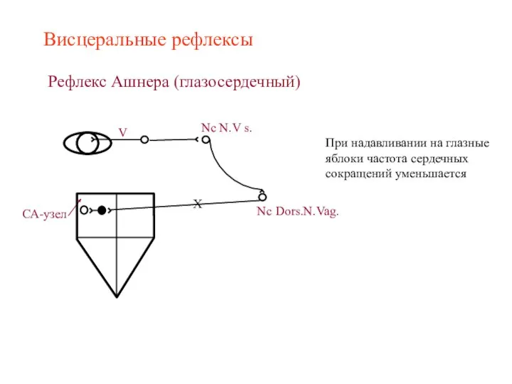 Висцеральные рефлексы Рефлекс Ашнера (глазосердечный) При надавливании на глазные яблоки частота сердечных