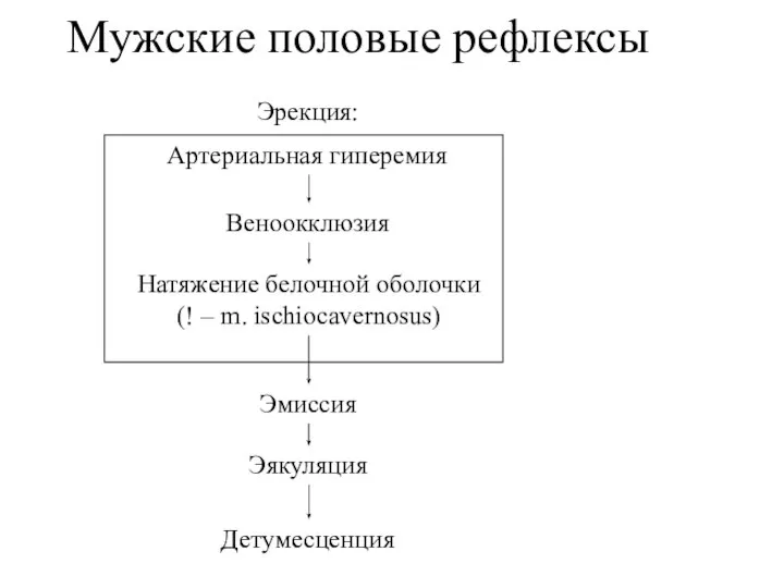 Мужские половые рефлексы Эрекция: Эмиссия Эякуляция Детумесценция Артериальная гиперемия Веноокклюзия Натяжение белочной