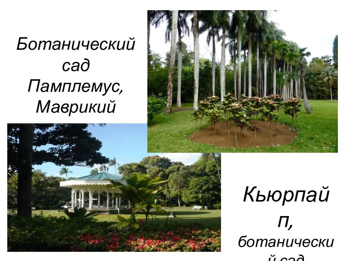 Кьюрпайп, ботанический сад Ботанический сад Памплемус, Маврикий