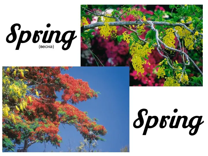 Spring Spring (весна)