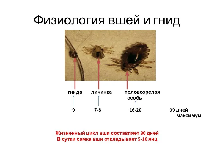 Физиология вшей и гнид гнида личинка половозрелая особь 0 7-8 16-20 30