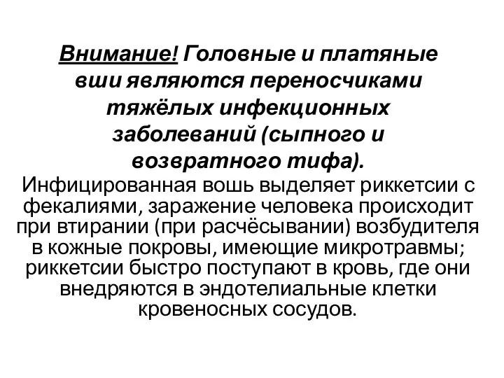 Внимание! Головные и платяные вши являются переносчиками тяжёлых инфекционных заболеваний (сыпного и