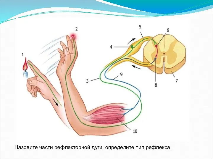 Назовите части рефлекторной дуги, определите тип рефлекса.