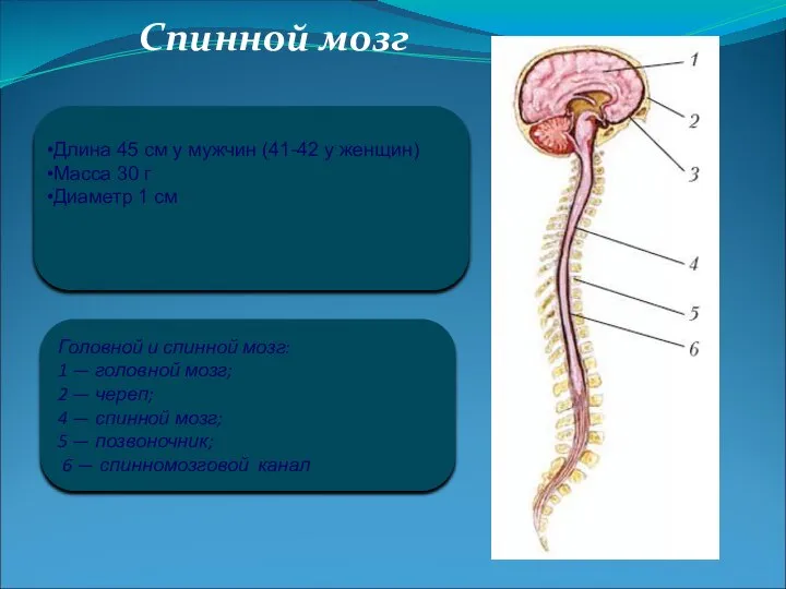 Спинной мозг Головной и спинной мозг: 1 — головной мозг; 2 —