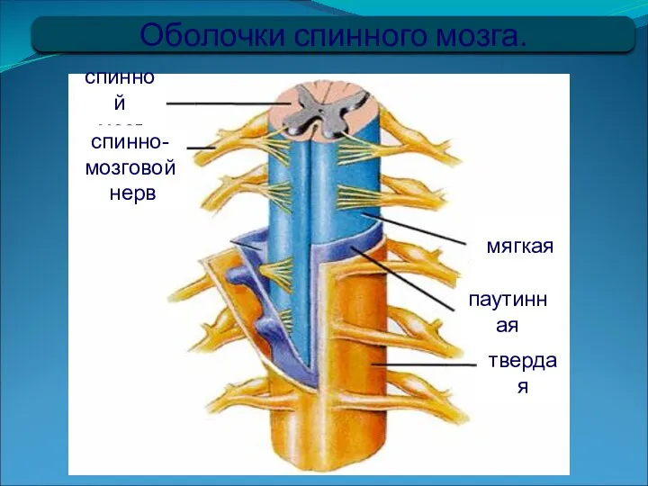 Оболочки спинного мозга. мягкая спинной мозг спинно- мозговой нерв твердая паутинная