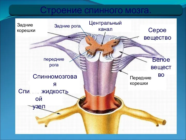 Строение спинного мозга. Передние корешки Центральный канал Задние рога Серое вещество Белое