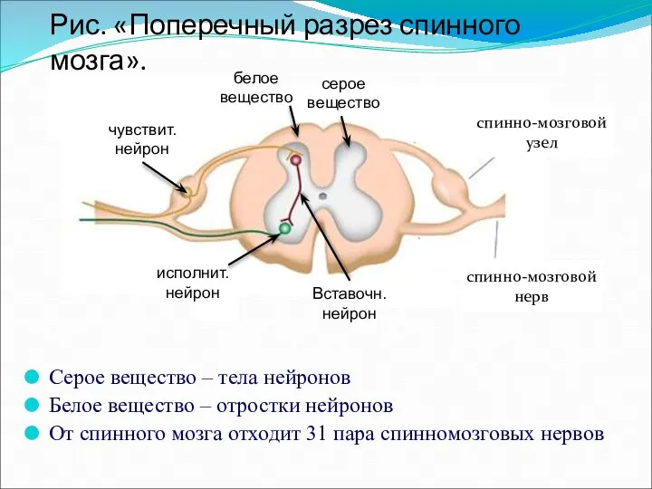 Рис. «Поперечный разрез спинного мозга». Серое вещество – тела нейронов Белое вещество