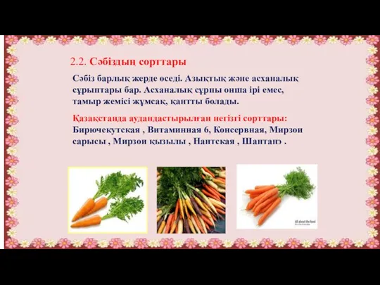 2.2. Сәбіздың сорттары Сәбіз барлық жерде өседі. Азықтық және асханалық сұрыптары бар.