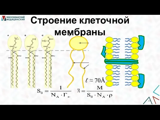 Строение клеточной мембраны ℓ ≈ 70Å