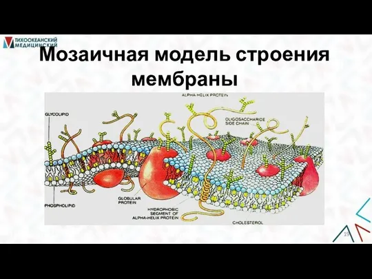 Мозаичная модель строения мембраны 1962 г. Мюллер разработал методику получения искусственных мембран.