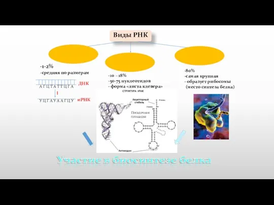 Виды РНК Информационная ( и-РНК) Транспортная ( т-РНК) Рибосомальная (р-РНК) 1-2% средняя