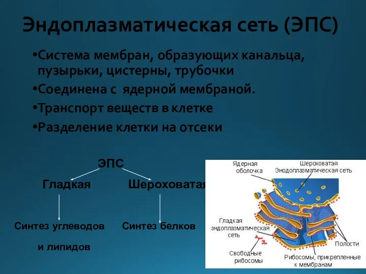 Эндоплазматическая сеть (ЭПС) Система мембран, образующих канальца, пузырьки, цистерны, трубочки Соединена с