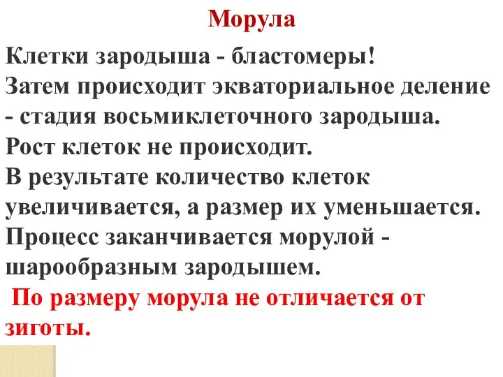 Морула Клетки зародыша - бластомеры! Затем происходит экваториальное деление - стадия восьмиклеточного