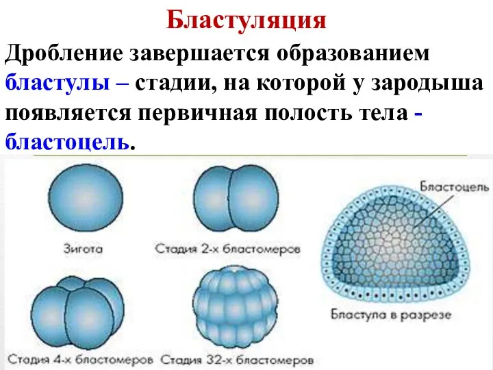 Дробление завершается образованием бластулы – стадии, на которой у зародыша появляется первичная