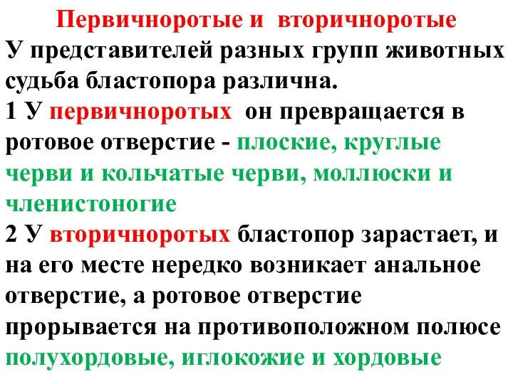 Первичноротые и вторичноротые У представителей разных групп животных судьба бластопора различна. 1