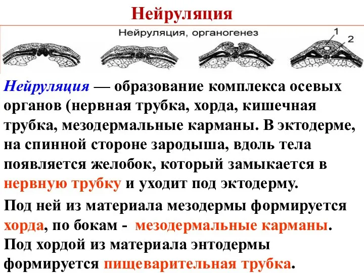 Нейруляция Нейруляция — образование комплекса осевых органов (нервная трубка, хорда, кишечная трубка,