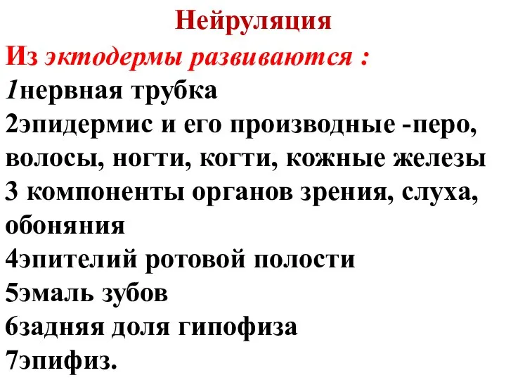 Нейруляция Из эктодермы развиваются : 1нервная трубка 2эпидермис и его производные -перо,