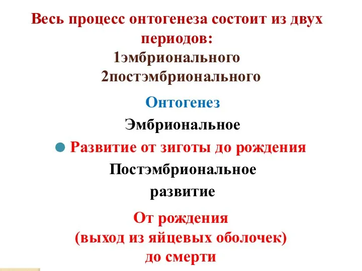 Весь процесс онтогенеза состоит из двух периодов: 1эмбрионального 2постэмбрионального Онтогенез Эмбриональное Развитие