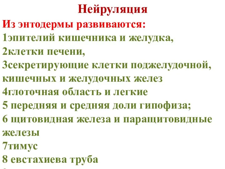 Нейруляция Из энтодермы развиваются: 1эпителий кишечника и желудка, 2клетки печени, 3секретирующие клетки