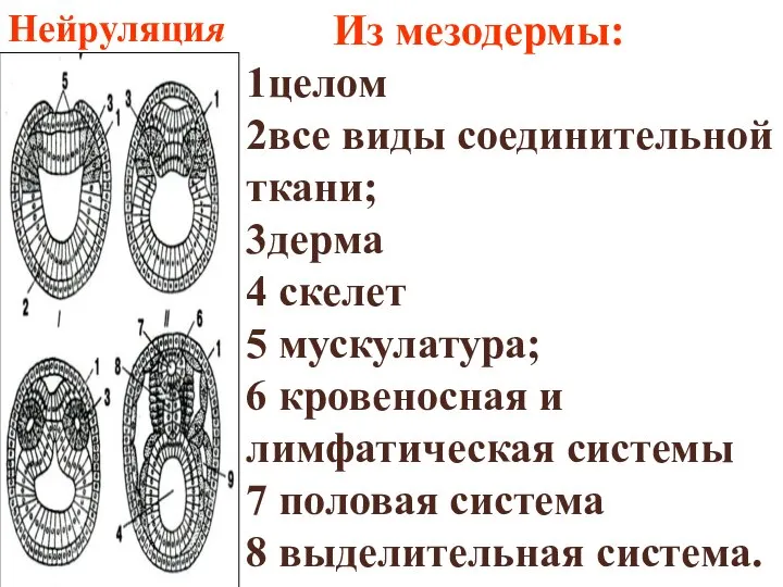 Нейруляция Из мезодермы: 1целом 2все виды соединительной ткани; 3дерма 4 скелет 5