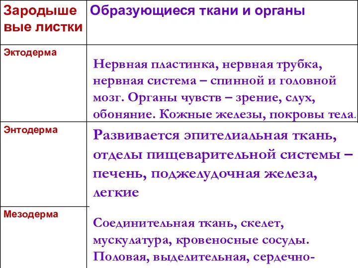 о Нервная пластинка, нервная трубка, нервная система – спинной и головной мозг.