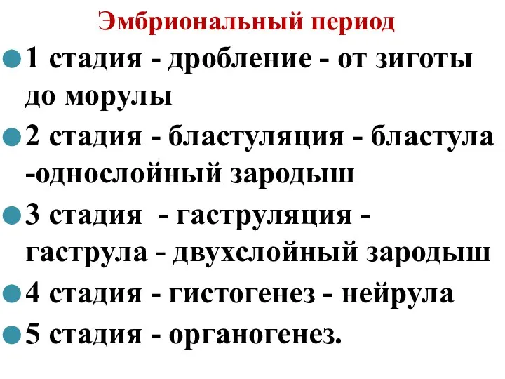 Эмбриональный период 1 стадия - дробление - от зиготы до морулы 2