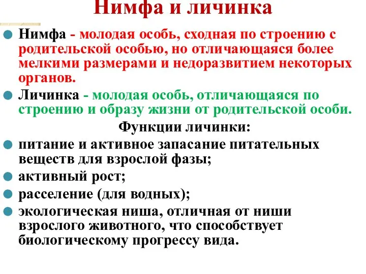 Нимфа и личинка Нимфа - молодая особь, сходная по строению с родительской