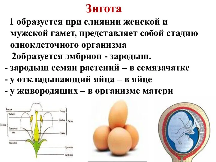 Зигота 1 образуется при слиянии женской и мужской гамет, представляет собой стадию