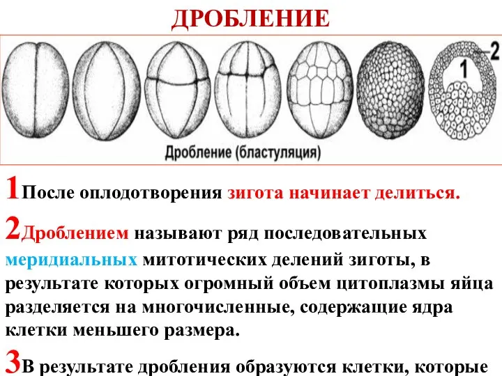 ДРОБЛЕНИЕ 1После оплодотворения зигота начинает делиться. 2Дроблением называют ряд последовательных меридиальных митотических