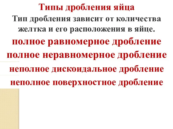 Типы дробления яйца Тип дробления зависит от количества желтка и его расположения