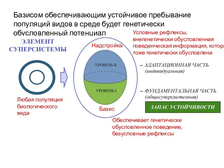 Базисом обеспечивающим устойчивое пребывание популяций видов в среде будет генетически обусловленный потенциал