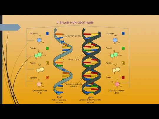 5 видів нуклеотидів