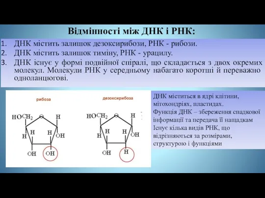 Відмінності між ДНК і РНК: ДНК містить залишок дезоксирибози, РНК - рибози.