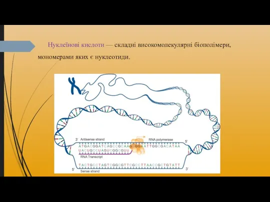 Нуклеїнові кислоти — складні високомолекулярні біополімери, мономерами яких є нуклеотиди.