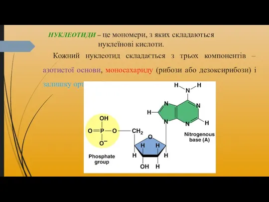Кожний нуклеотид складається з трьох компонентів – азотистої основи, моносахариду (рибози або