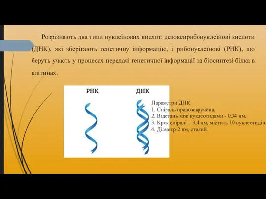 Розрізняють два типи нуклеїнових кислот: дезоксирибонуклеїнові кислоти (ДНК), які зберігають генетичну інформацію,