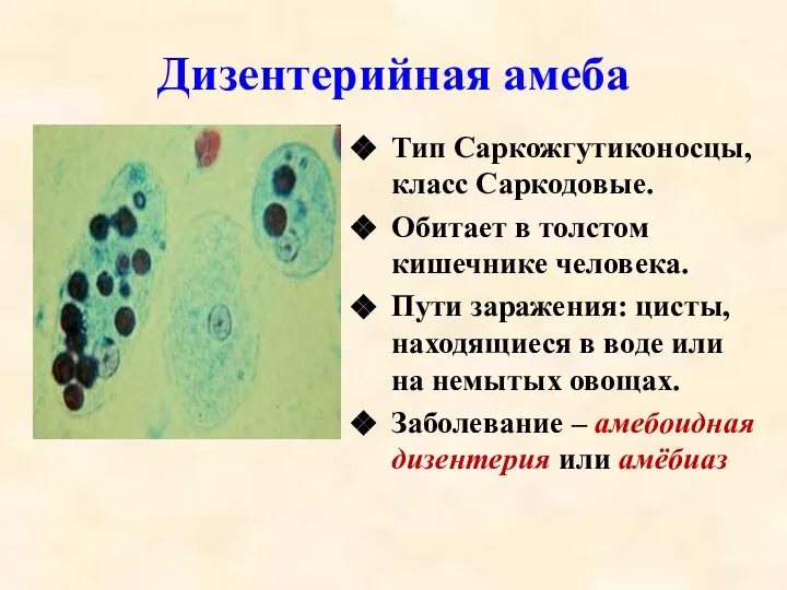 Дизентерийная амеба Тип Саркожгутиконосцы, класс Саркодовые. Обитает в толстом кишечнике человека. Пути