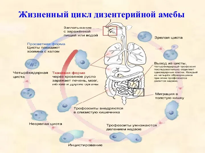 Жизненный цикл дизентерийной амебы