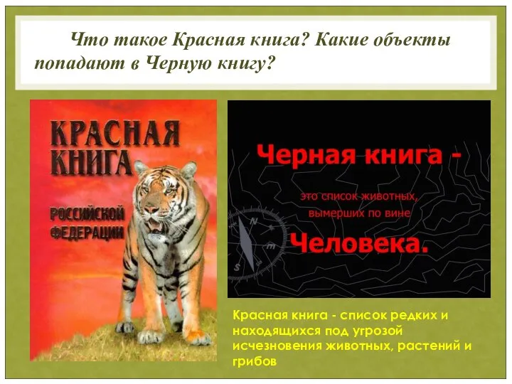 Что такое Красная книга? Какие объекты попадают в Черную книгу? Красная книга