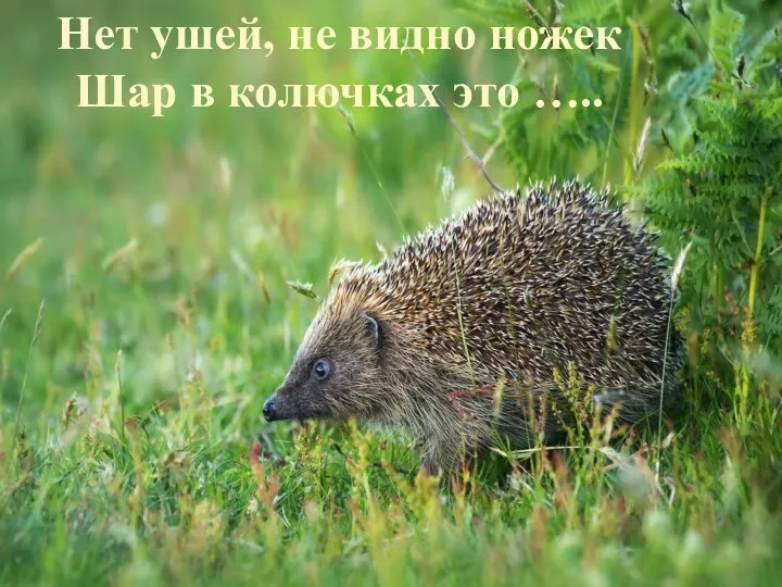 Нет ушей, не видно ножек Шар в колючках это …..